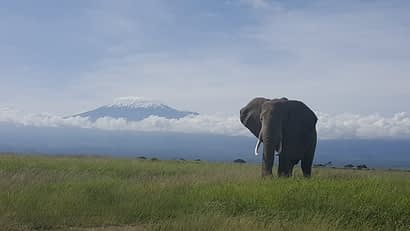 1 Day Amboseli National Park Tour, Saunterland Africa Tours