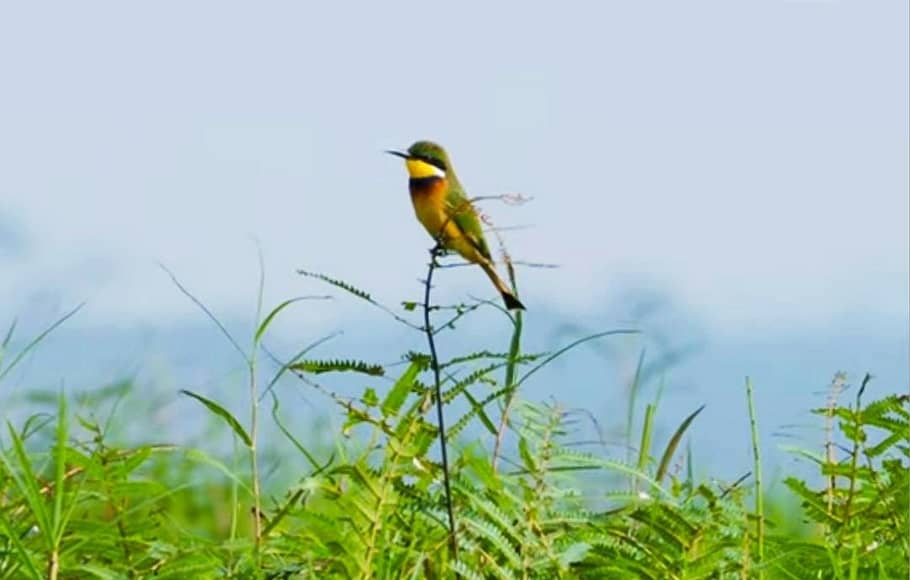 bird in Uganda