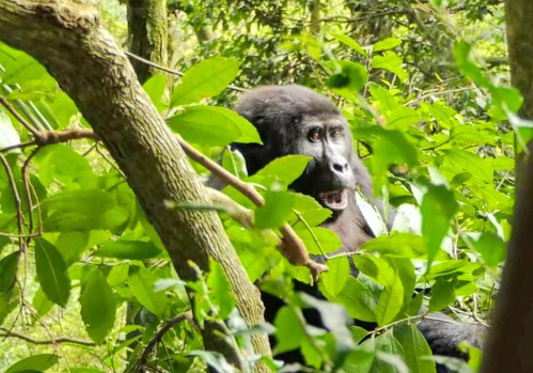 primate in Uganda
