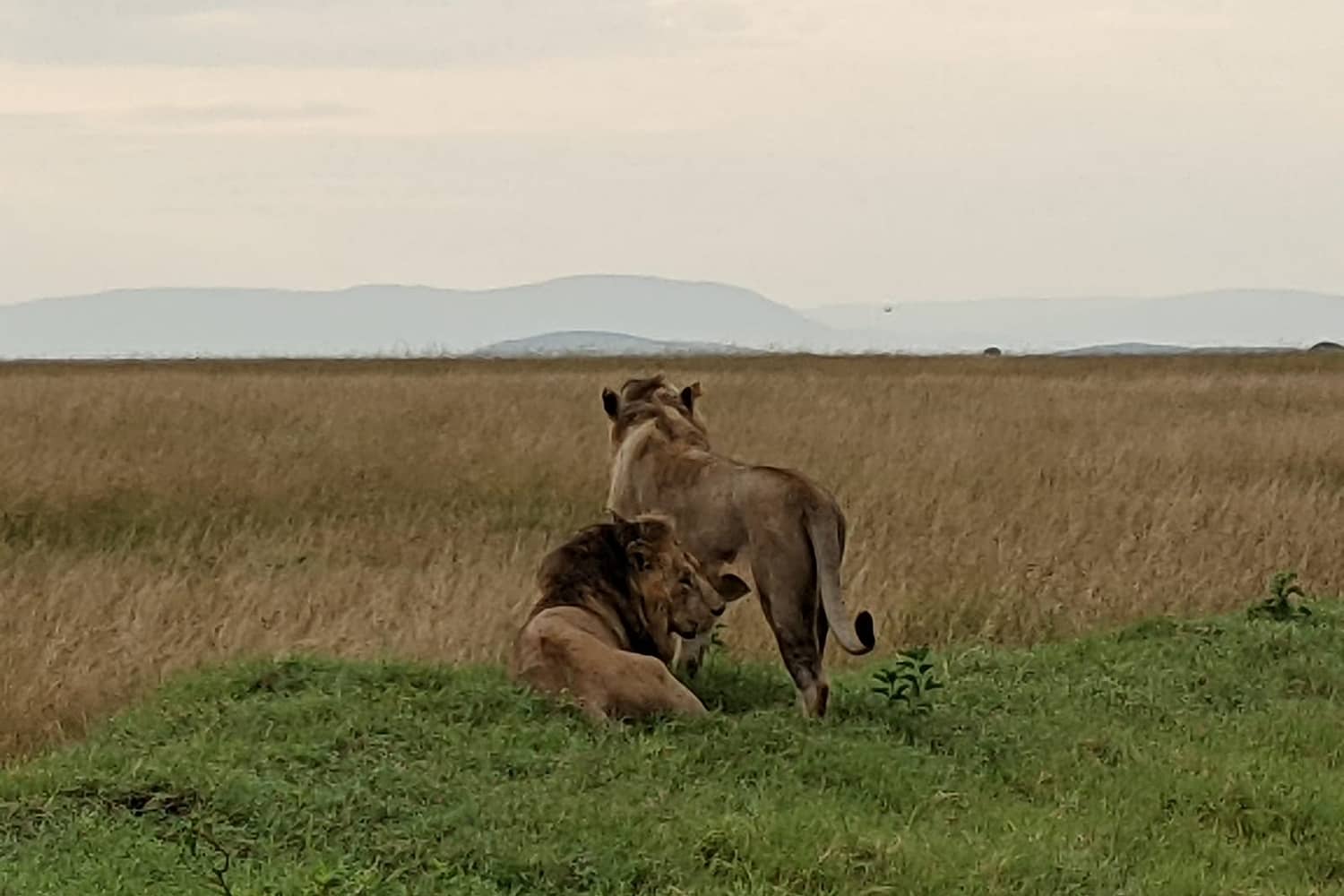 lions in masai mara