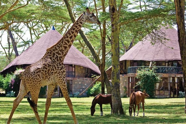 animals roaming in Lake Naivasha hotel