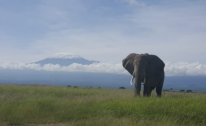 safari in Kenya